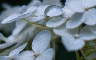 Valkovuokka lähikuvassa, yhden terälehden päällä sadepisara