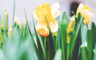 Keltaisia tulppaaneja