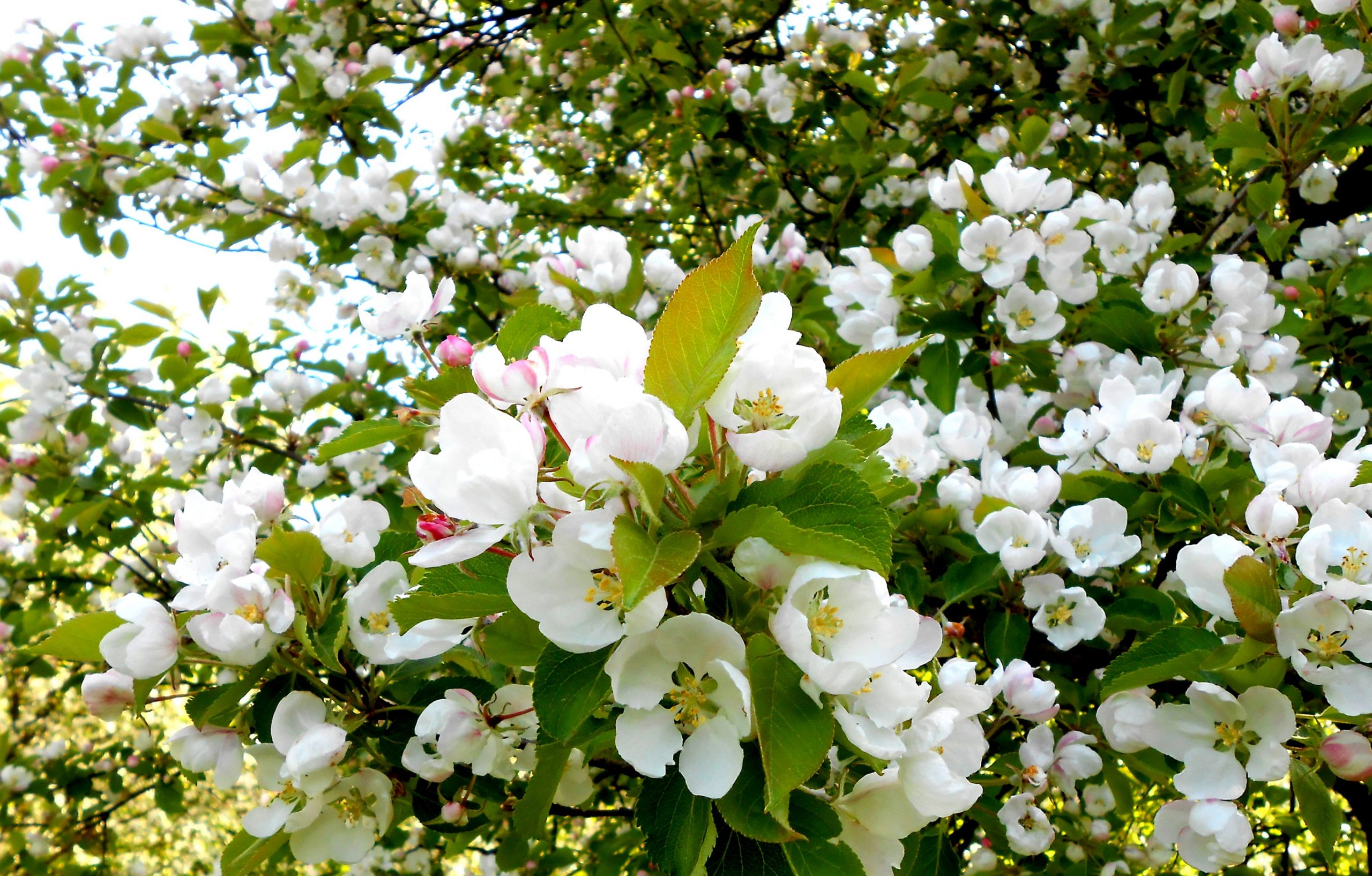 Lähikuva valkoisista omenapuun kukista