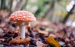 Sieni syksyisessä metsässä