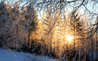 Talvinen metsä, josta nousee aurinko