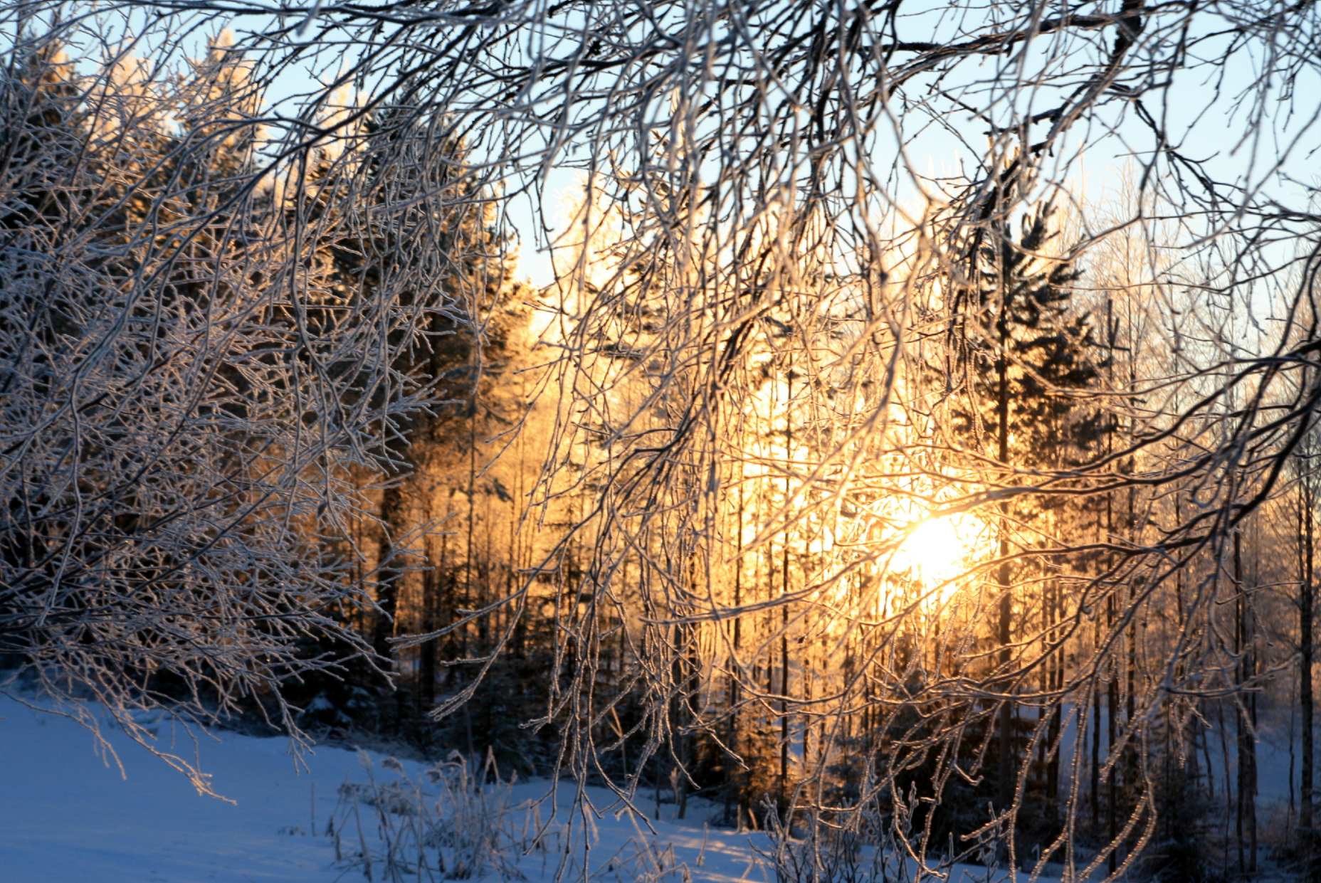 Talvinen metsä, josta nousee aurinko